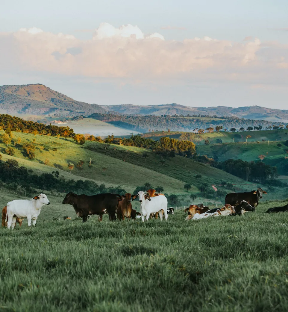 Livestock — animal health and food security